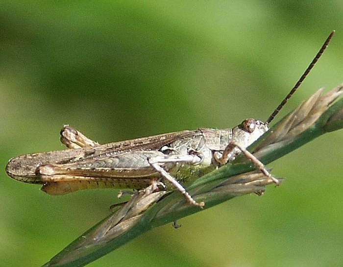 Predomnou sa neschováš...