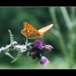 Perleťovec stříbropásek (Argynnis paphia)