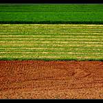 Geometrie polí III.