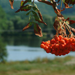 Jeřabiny
