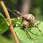 Při toulkách Šumavou...