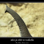 něco je cítit ve vzduchu