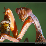 Akční makro portrét