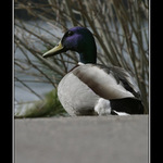 Odcházím, už mne to focení nebaví!