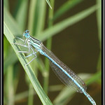 Lehký život vážek II. - Stín blankytu