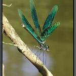 Lehký život vážek III. - Roztančená