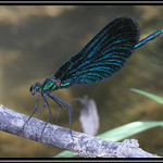 Lehký život vážek IV. - Ke startu, připravit,...