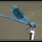 Lehký život vážek V. - Číhající