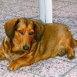 Opět Kačenka tentokrát však starší fotka!