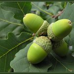 Čtyři žaludy pro Popeláka