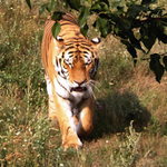 Kdo číhá za keřem?