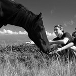 <b>Divoký kůň</b>