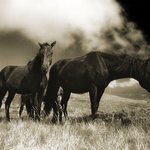 <b>Divocí koně</b>