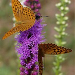 Synchronní svačení