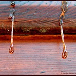 Když dřevo pláče...