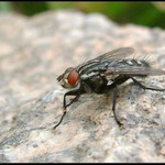 Moucha.