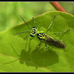 ET v průhledném skafandru