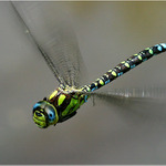 □□□ aeshna cyanea