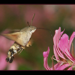 Konecne, medvidek .... ;)