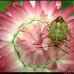 <b> sedím na květu </b>