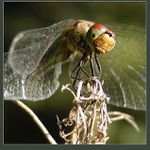 portrét zelené vážky