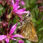 Soumračník na kypreji