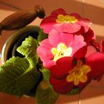 Petrklíč zahradní