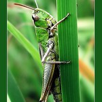 Grashopper aneb kobylka