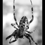 Babouk asi křižák