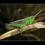 Kurňa , asi spadnu a rozbiju si palici !