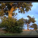 Prochazka do poli II.