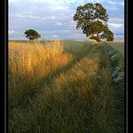 Prochazka do poli III.