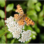 Polygonia