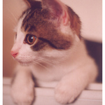 Nový rodinný přírůstek