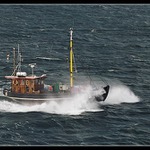 ... nejeli jsme na velryby ale na mrože ...