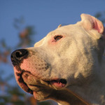 Alby - čučící<br>