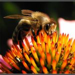 Ja vim ze tu kreditku nekde tady mam ...