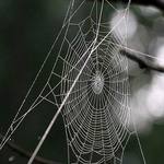 Zátiší s pavučinou...