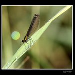 Vážka a Slunce v kapce rosy