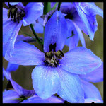 Delphinium x cultorum/stračka,ostrožka