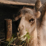 Velbloud z rodu sympaťáků