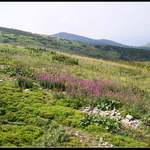 Rozkvetlá Malá Fatra