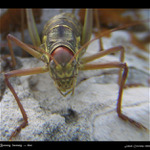 Barany, barany, ...DUC