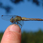 nenadálá navštěva II