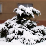 Sněhový dravec