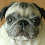 <b> Ding-Ding </b> - výraz