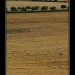 Žňofka - povinné téma těchto dnů