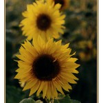 Slunečnicový semafor