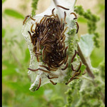 "okupace" (akce KOPŘIVA)