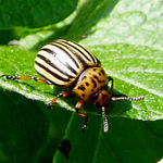 tak jsem teda zkusila brouka :o)